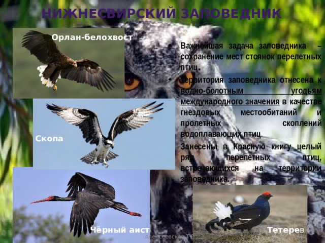 Нижнесвирский заповедник Орлан-белохвост Важнейшая задача заповедника – сохранение мест стоянок перелетных птиц .  Территория заповедника отнесена к водно-болотным угодьям международного значения в качестве гнездовых местообитаний и пролетных скоплений водоплавающих птиц . Занесены в Красную книгу целый ряд перелетных птиц, встречающихся на территории заповедника.  Скопа Чёрный аист Тетере в Алексеевская Т.В. 