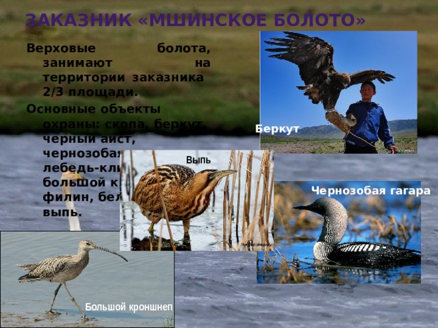 Заказник «Мшинское болото» Верховые болота, занимают на территории заказника 2/3 площади. Основные объекты охраны: скопа, беркут, черный аист, чернозобая гагара, лебедь-кликун, большой кроншнеп, филин, белый аист, выпь.  Беркут Выпь Чернозобая гагара Большой кроншнеп Алексеевская Т.В. 