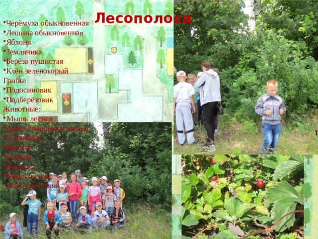 Лесополоса Черёмуха обыкновенная Лещина обыкновенная Яблоня Земляника Берёза пушистая Клён зеленокорый Грибы: Подосиновик Подберёзовик Животные: Мышь лесная Дятел большой и малый Сыроежки Иволга Сорока Кукушка Майский жук Паук-крестовик 