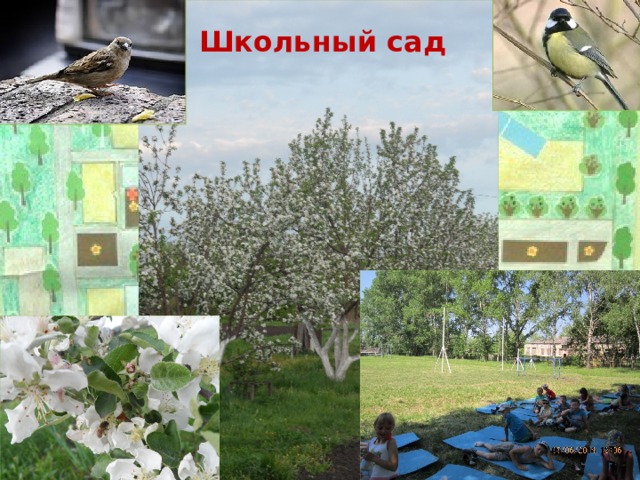   Школьный сад   