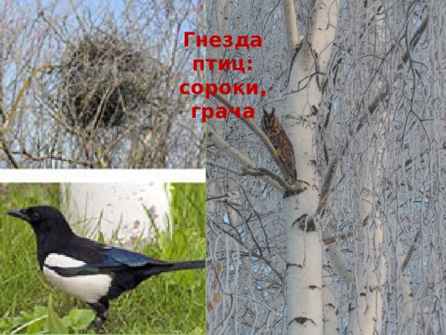 Гнезда птиц: сороки, грача 