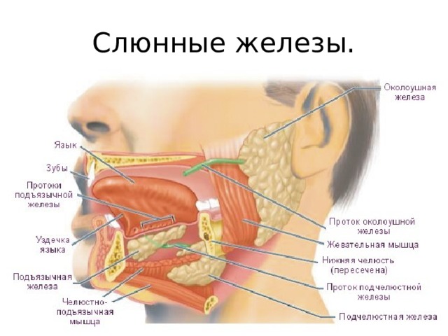 Слюнные железы. 