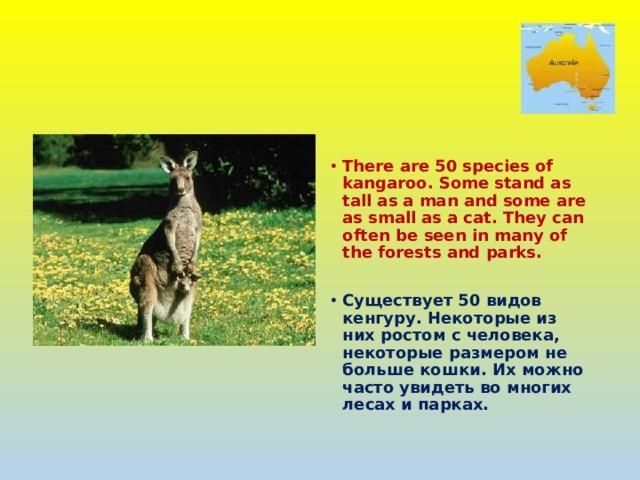  There are 50 species of kangaroo. Some stand as tall as a man and some are as small as a cat. They can often be seen in many of the forests and parks.  Существует 50 видов кенгуру. Некоторые из них ростом с человека, некоторые размером не больше кошки. Их можно часто увидеть во многих лесах и парках. 