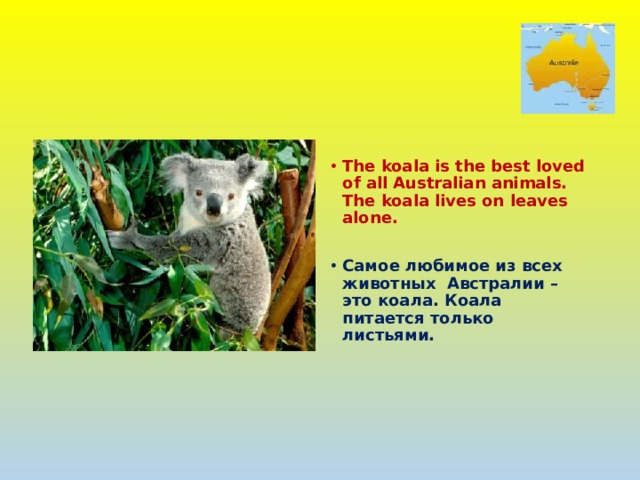  The koala is the best loved of all Australian animals. The koala lives on leaves alone.  Самое любимое из всех животных Австралии – это коала. Коала питается только листьями. 