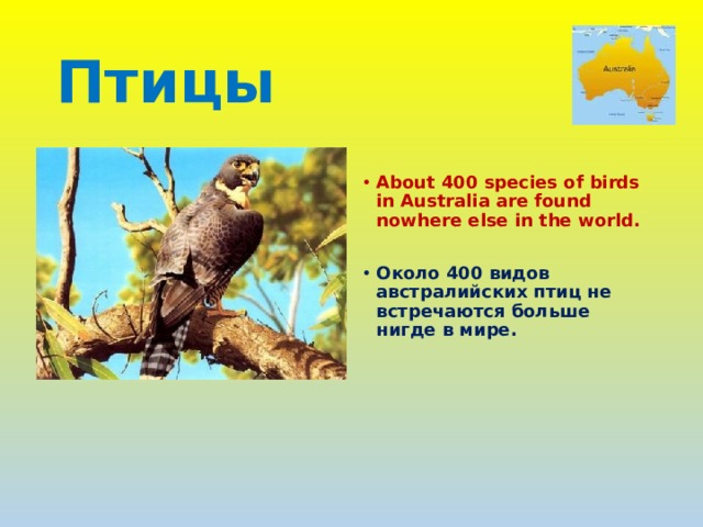 Птицы  About 400 species of birds in Australia are found nowhere else in the world.  Около 400 видов австралийских птиц не встречаются больше нигде в мире. 