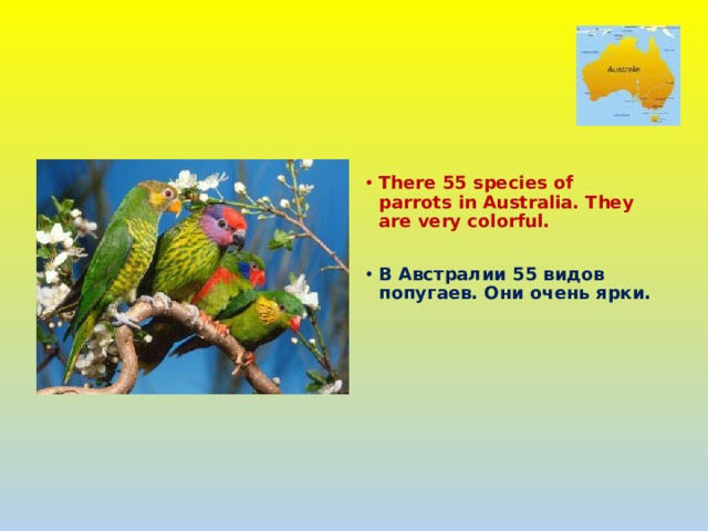  There 55 species of parrots in Australia. They are very colorful.  В Австралии 55 видов попугаев. Они очень ярки. 