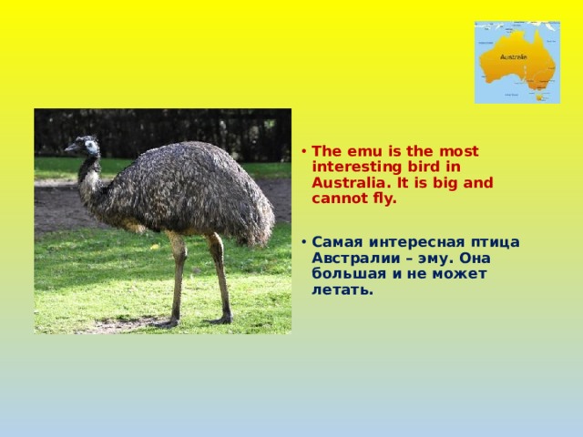  The emu is the most interesting bird in Australia. It is big and cannot fly.  Самая интересная птица Австралии – эму. Она большая и не может летать. 