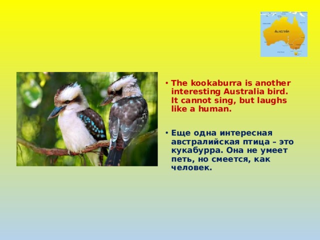  The kookaburra is another interesting Australia bird. It cannot sing, but laughs like a human.  Еще одна интересная австралийская птица – это кукабурра. Она не умеет петь, но смеется, как человек. 