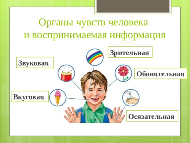 Органы чувств человека  и воспринимаемая информация Зрительная Звуковая Обонятельная Вкусовая Осязательная 