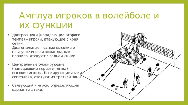 Амплуа игроков в волейболе и их функции Доигровщики (нападающие второго темпа) – игроки, атакующие с края сетки.  Диагональные – самые высокие и прыгучие игроки команды, как правило, атакуют с задней линии.   Центральные блокирующие (нападающие первого темпа) – высокие игроки, блокирующие атаки соперника, атакуют из третьей зоны.   Связующий – игрок, определяющий варианты атаки.           