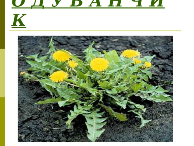 О Д У В А Н Ч И К 