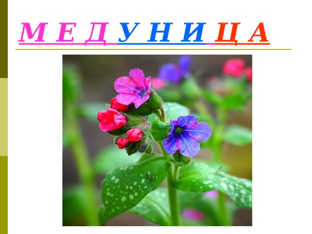 М Е Д У Н И  Ц А 