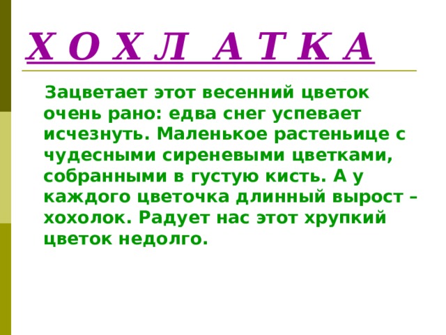 Х О Х Л А Т К А  Зацветает этот весенний цветок очень рано: едва снег успевает исчезнуть. Маленькое растеньице с чудесными сиреневыми цветками, собранными в густую кисть. А у каждого цветочка длинный вырост – хохолок. Радует нас этот хрупкий цветок недолго. 
