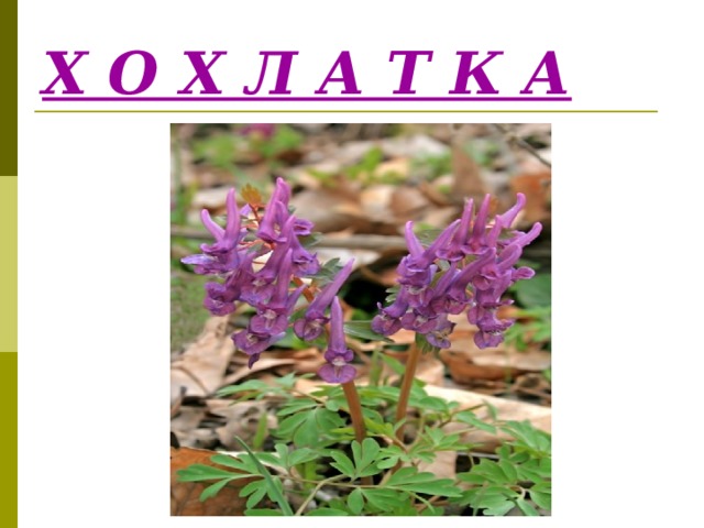 Х О Х Л А Т К А 