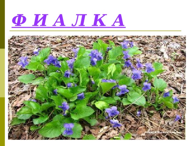 Ф И А Л К А 