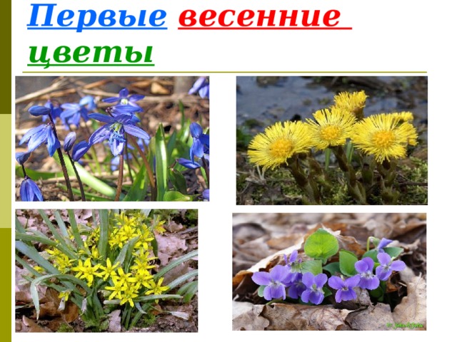 Первые  весенние  цветы 
