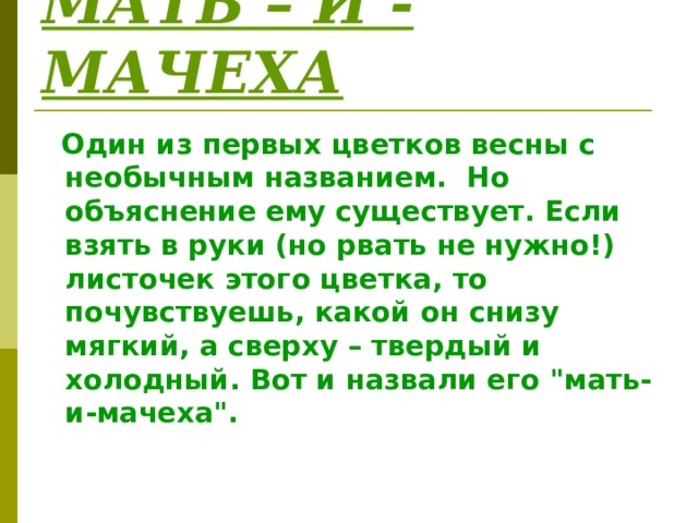 МАТЬ – И - МАЧЕХА  Один из первых цветков весны с необычным названием. Но объяснение ему существует. Если взять в руки (но рвать не нужно!) листочек этого цветка, то почувствуешь, какой он снизу мягкий, а сверху – твердый и холодный. Вот и назвали его 