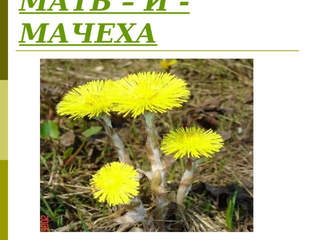 МАТЬ – И - МАЧЕХА 