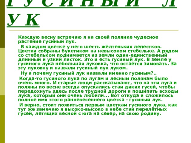 Г У С И Н Ы Й Л У К  Каждую весну встречаю я на своей полянке чудесное растение гусиный лук.  В каждом цветке у него шесть жёлтеньких лепестков. Цветки собраны букетиком на невысоком стебельке. А рядом со стебельком поднимается из земли один-единственный длинный и узкий листок. Это и есть гусиный лук. В земле у гусиного лука небольшая луковка, что остаётся зимовать. За эту луковку и назвали гусиный лук луком.  Ну а почему гусиный лук назвали именно гусиным?..  Когда-то гусиного лука по лугам и лесным полянам было очень много. И старые люди рассказывают, что на эти луга и поляны по весне всегда опускались стаи диких гусей, чтобы передохнуть здесь после трудной дороги и пощипать всходы лука, который они очень любили... Вот откуда и сложилось полное имя этого ранневесеннего цветка - гусиный лук.  И верно, стоит появиться первым цветкам гусиного лука, как тут же замечаю я высоко-высоко в небе стаи перелётных гусей, летящих весной с юга на север, на свою родину. 