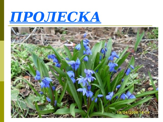 ПРОЛЕСКА 