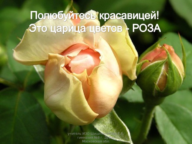 учитель ИЗО Шишлянникова Е.В. гимназия №8 г. Дубна Московская обл. 