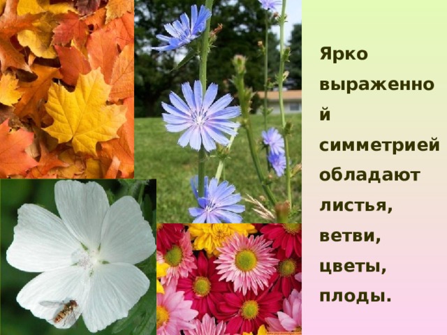  Ярко выраженной симметрией обладают листья, ветви, цветы, плоды. 