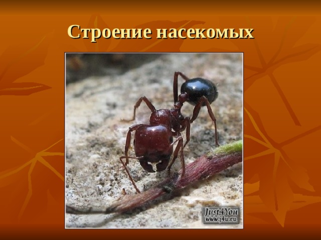 Строение насекомых 