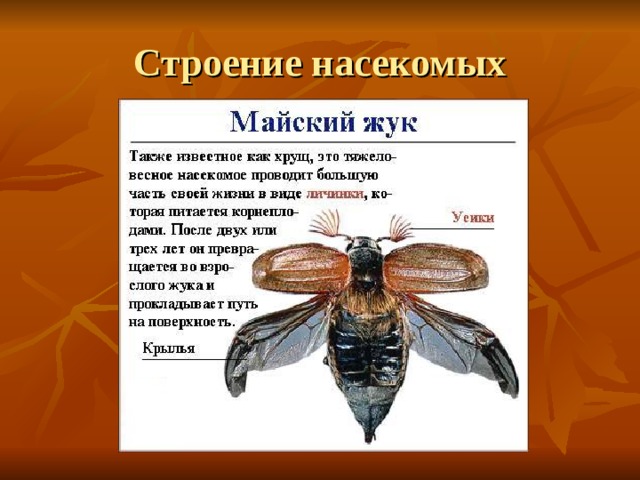 Строение насекомых 