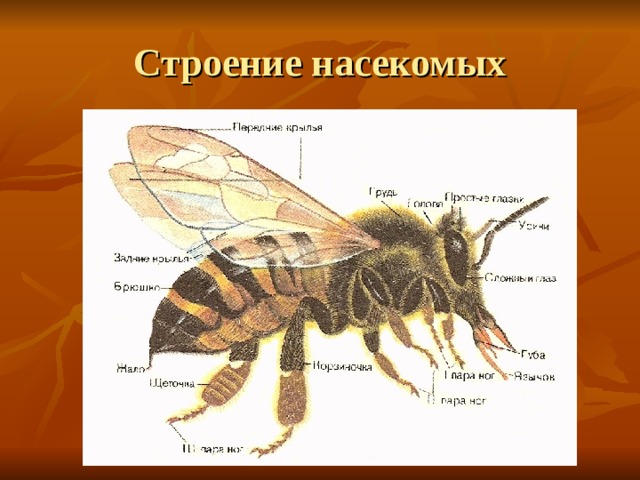 Строение насекомых 