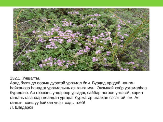 132.1. Уншагты. Арад бγхэндэ өөрын дуратай ургамал бии. Буряад арадай нангин hайханаар hанадаг ургамалынь ая ганга мγн. Энэмнай хоёр ургамалhаа бγридэнэ. Ая гээшэнь γндэрөөр ургадаг, сайбар ногоон γнгэтэй, харин гангань газараар няалдан ургадаг буржагар ягаахан сэсэгтэй юм. Ая гангын хоншуу hайхан γнэр хэды гоёб! Л. Шагдаров 