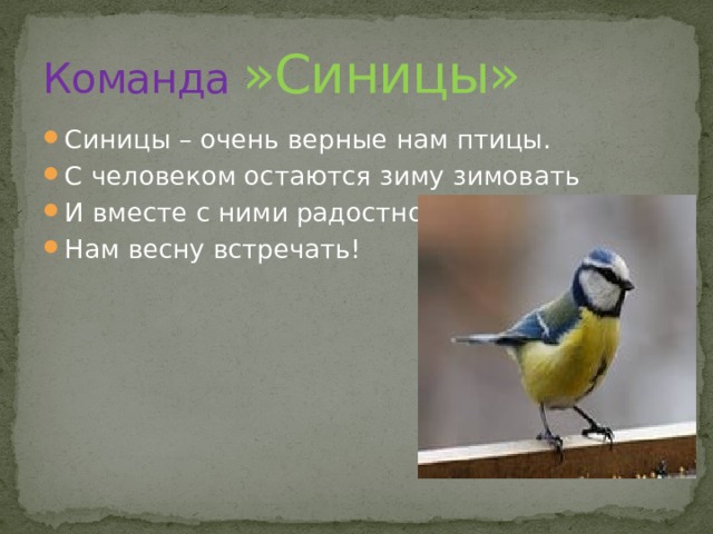 Команда »Синицы» Синицы – очень верные нам птицы. С человеком остаются зиму зимовать И вместе с ними радостно Нам весну встречать! 