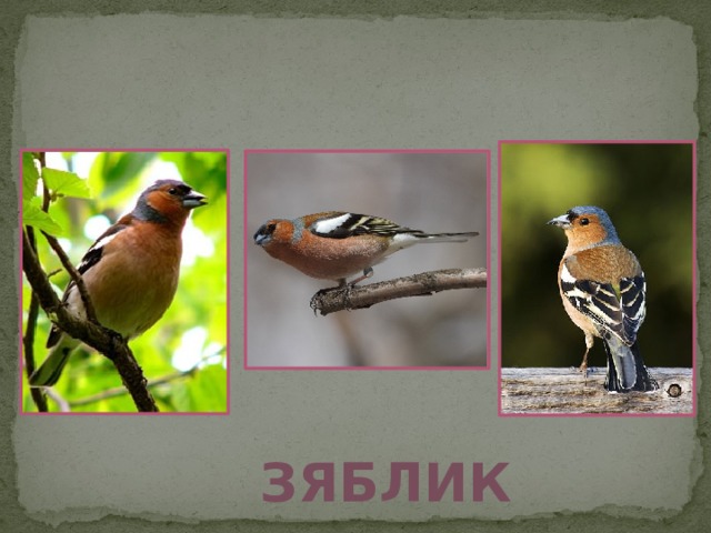 Зяблик 