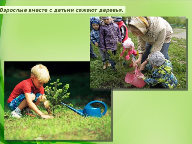 Взрослые вместе с детьми сажают деревья. 