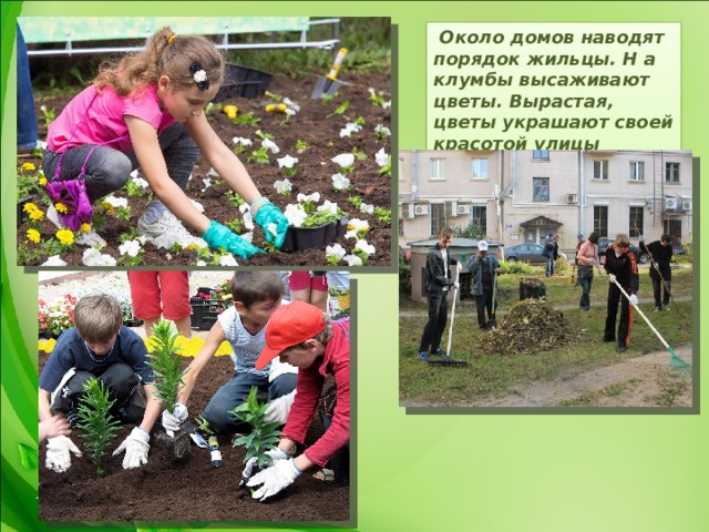  Около домов наводят порядок жильцы. Н а клумбы высаживают цветы. Вырастая, цветы украшают своей красотой улицы домов. 