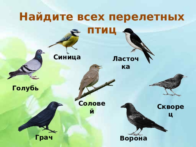 Найдите всех перелетных птиц Синица Ласточка Голубь Соловей Скворец Грач Ворона 