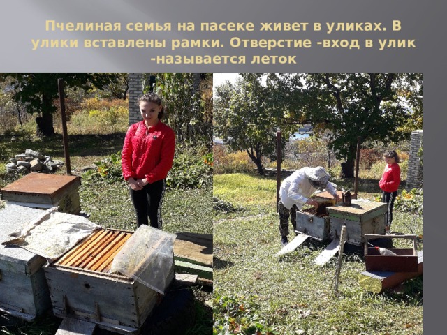 Пчелиная семья на пасеке живет в уликах. В улики вставлены рамки. Отверстие -вход в улик -называется леток 