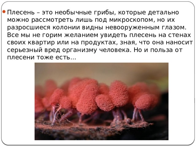 Плесень – это необычные грибы, которые детально можно рассмотреть лишь под микроскопом, но их разросшиеся колонии видны невооруженным глазом. Все мы не горим желанием увидеть плесень на стенах своих квартир или на продуктах, зная, что она наносит серьезный вред организму человека. Но и польза от плесени тоже есть… 