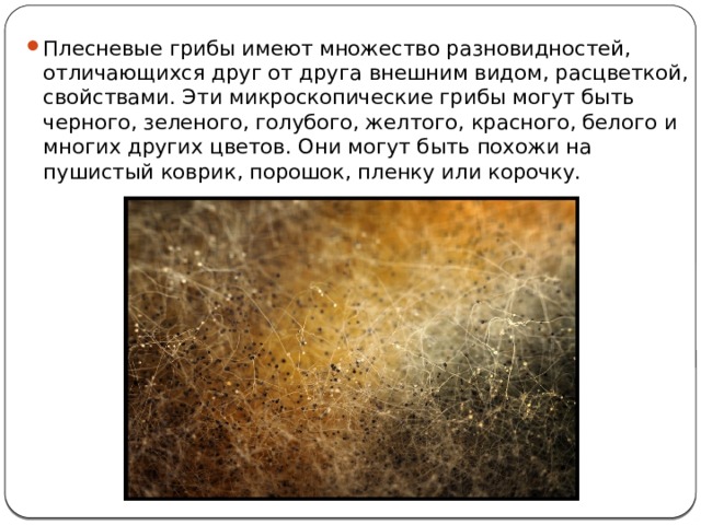 Плесневые грибы имеют множество разновидностей, отличающихся друг от друга внешним видом, расцветкой, свойствами. Эти микроскопические грибы могут быть черного, зеленого, голубого, желтого, красного, белого и многих других цветов. Они могут быть похожи на пушистый коврик, порошок, пленку или корочку. 