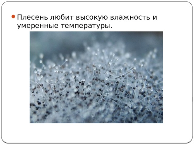 Плесень любит высокую влажность и умеренные температуры. 