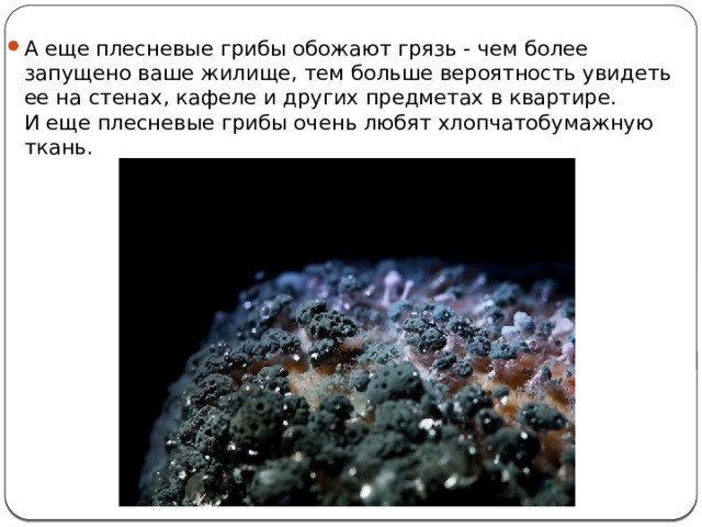 А еще плесневые грибы обожают грязь - чем более запущено ваше жилище, тем больше вероятность увидеть ее на стенах, кафеле и других предметах в квартире.  И еще плесневые грибы очень любят хлопчатобумажную ткань. 