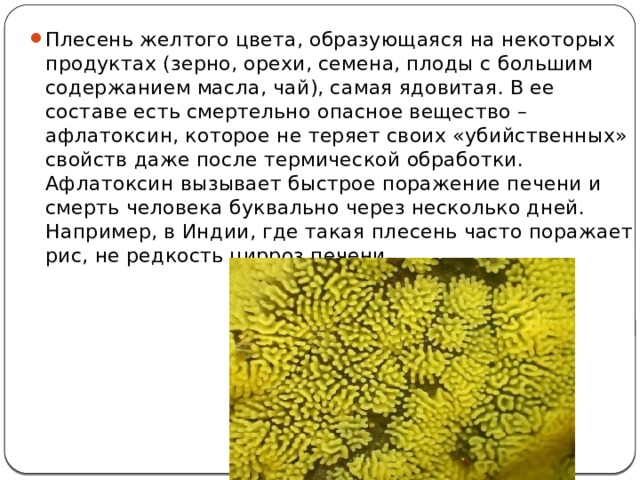 Плесень желтого цвета, образующаяся на некоторых продуктах (зерно, орехи, семена, плоды с большим содержанием масла, чай), самая ядовитая. В ее составе есть смертельно опасное вещество – афлатоксин, которое не теряет своих «убийственных» свойств даже после термической обработки. Афлатоксин вызывает быстрое поражение печени и смерть человека буквально через несколько дней. Например, в Индии, где такая плесень часто поражает рис, не редкость цирроз печени. 