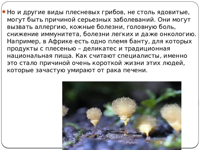 Но и другие виды плесневых грибов, не столь ядовитые, могут быть причиной серьезных заболеваний. Они могут вызвать аллергию, кожные болезни, головную боль, снижение иммунитета, болезни легких и даже онкологию.  Например, в Африке есть одно племя банту, для которых продукты с плесенью – деликатес и традиционная национальная пища. Как считают специалисты, именно это стало причиной очень короткой жизни этих людей, которые зачастую умирают от рака печени. 