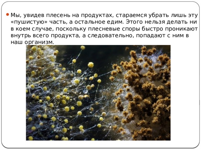 Мы, увидев плесень на продуктах, стараемся убрать лишь эту «пушистую» часть, а остальное едим. Этого нельзя делать ни в коем случае, поскольку плесневые споры быстро проникают внутрь всего продукта, а следовательно, попадают с ним в наш организм. 