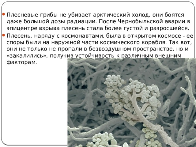 Плесневые грибы не убивает арктический холод, они боятся даже большой дозы радиации. После Чернобыльской аварии в эпицентре взрыва плесень стала более густой и разросшейся. Плесень, наряду с космонавтами, была в открытом космосе - ее споры были на наружной части космического корабля. Так вот, они не только не пропали в безвоздушном пространстве, но и «закалились», получив устойчивость к различным внешним факторам. 