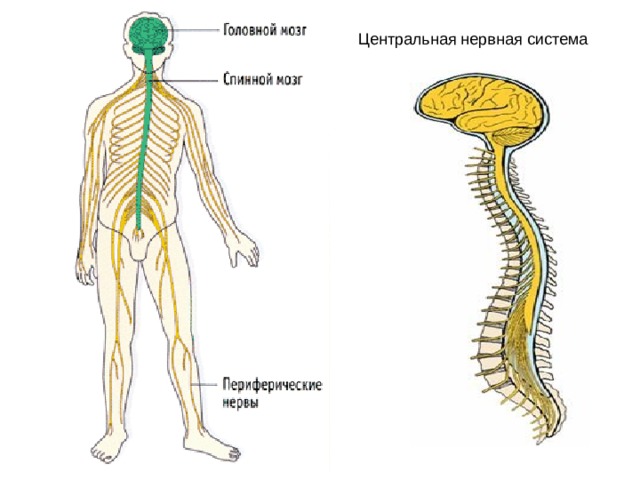 Центральная нервная система 