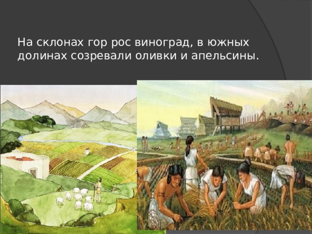 На склонах гор рос виноград, в южных долинах созревали оливки и апельсины. 