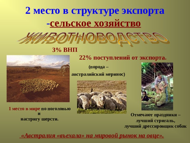 2 место в структуре экспорта - сельское хозяйство  3% ВНП  22%  поступлений от экспорта. (порода – австралийский меринос)  1 место в мире по поголовью и настригу шерсти. Отмечают праздники – лучший стригаль, лучший дрессировщик собак  «Австралия «въехала» на мировой рынок на овце».  
