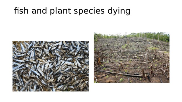 fish and plant species dying   
