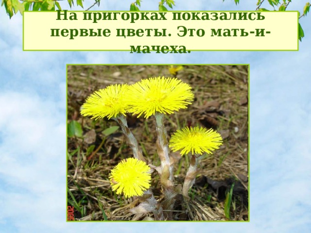 На пригорках показались первые цветы. Это мать-и-мачеха. 