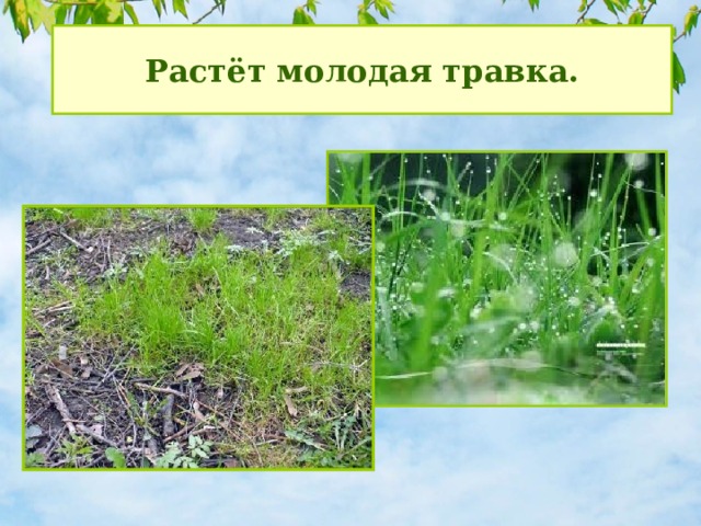 Растёт молодая травка. 